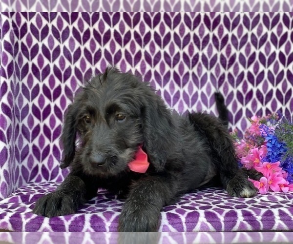 Medium Photo #3 Labradoodle Puppy For Sale in LANCASTER, PA, USA