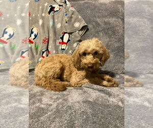 Goldendoodle (Miniature) Dogs for adoption in Mukwonago, WI, USA