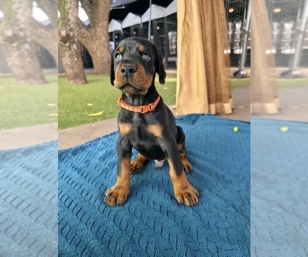 Medium Photo #1 Doberman Pinscher Puppy For Sale in MIAMI, FL, USA