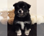 Puppy 2 Pomsky