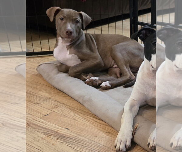 Medium Photo #4 American Pit Bull Terrier Puppy For Sale in Southbury, CT, USA