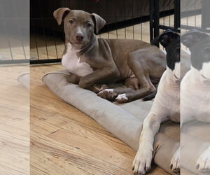 Mesa ~ meet me! - Male American Pit Bull Terrier Dog for Adoption - Photo #4
