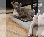 Small Photo #4 American Pit Bull Terrier Puppy For Sale in Southbury, CT, USA