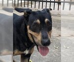 Small Australian Kelpie-Labrador Retriever Mix