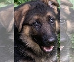 Small Photo #5 German Shepherd Dog Puppy For Sale in BEDFORD, IN, USA