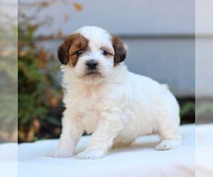 ShihPoo Puppy for sale in EAST EARL, PA, USA