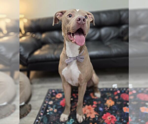 Medium Photo #4 American Pit Bull Terrier-Unknown Mix Puppy For Sale in Anniston, AL, USA