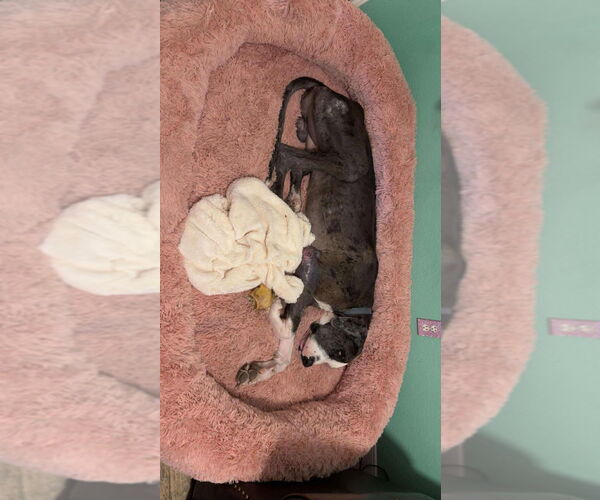 Medium Photo #4 Great Dane Puppy For Sale in Bullard, TX, USA