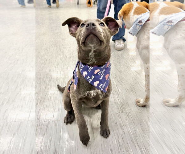 Medium Photo #1 Mutt Puppy For Sale in GILBERTS, IL, USA