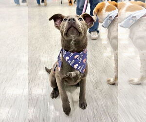 Mutt Dogs for adoption in GILBERTS, IL, USA