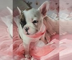 Small Photo #19 French Bulldog Puppy For Sale in W LINN, OR, USA