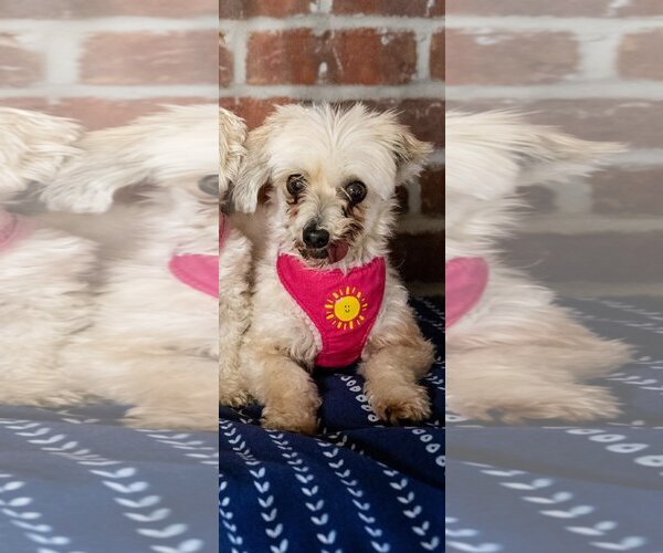 Medium Photo #3 Havanese Puppy For Sale in St. Louis Park, MN, USA