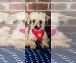 Small Photo #3 Havanese Puppy For Sale in St. Louis Park, MN, USA