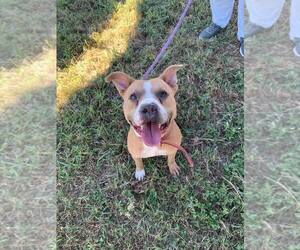 Brocho - Male Mutt Dog for Adoption - Photo #4