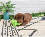 Small #1 Labrador Retriever