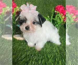 Yorkshire Terrier Puppy for sale in MIAMI, FL, USA