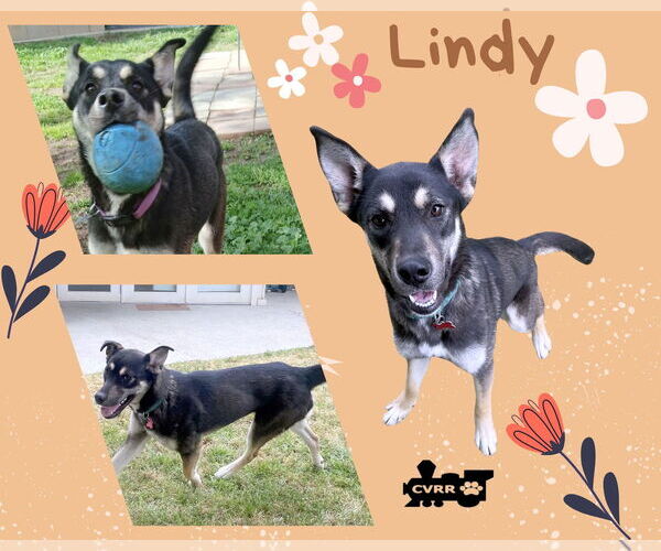 Medium Photo #3 Mutt Puppy For Sale in Lindsay, CA, USA