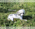 Small Poodle (Miniature)