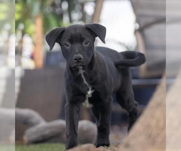 Medium Photo #6 Labrador Retriever-Unknown Mix Puppy For Sale in San Diego, CA, USA