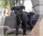Small #5 Labrador Retriever Mix