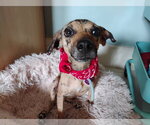 Small #2 Chihuahua Mix
