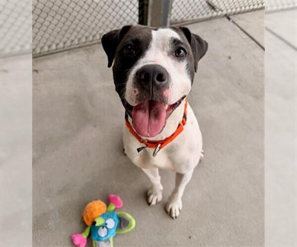 Medium Photo #1 American Pit Bull Terrier-Bull Terrier Mix Puppy For Sale in Denver, CO, USA