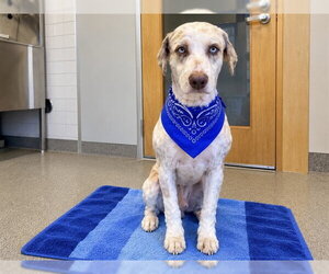 Aussiedoodle Dogs for adoption in Orange, CA, USA