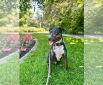 Small #9 Bull Terrier Mix