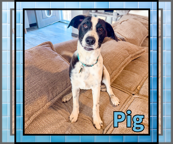 Medium Photo #5 Collie Puppy For Sale in Denton, TX, USA