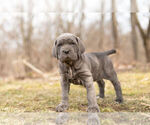 Small Photo #8 Mastiff-Neapolitan Mastiff Mix Puppy For Sale in BRISTOL, IN, USA