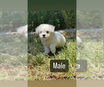 Small Photo #9 Bichon Frise Puppy For Sale in ELDERWOOD, CA, USA