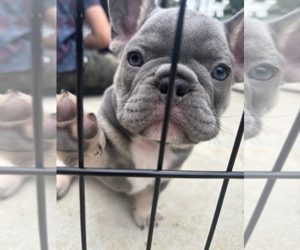 Medium Photo #5 French Bulldog Puppy For Sale in LAKE CITY, FL, USA