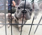 Small #4 French Bulldog