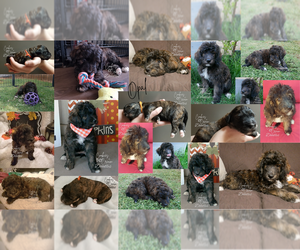 Bernedoodle Puppy for sale in MESA, AZ, USA