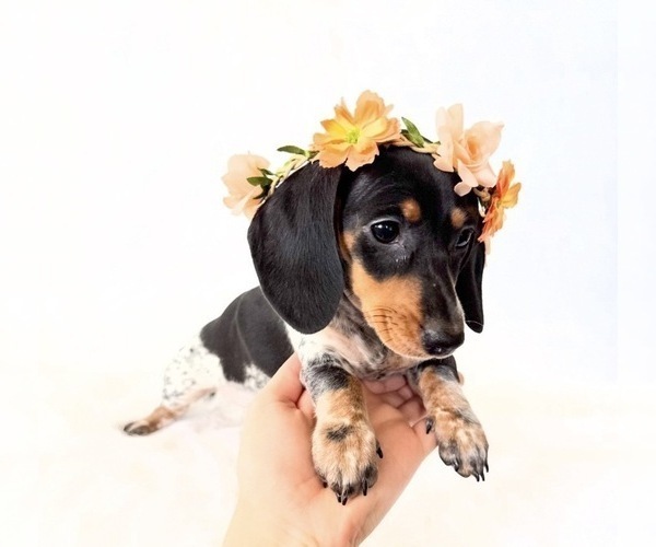 Medium Photo #3 Dachshund Puppy For Sale in DAVIS, CA, USA