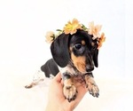 Small #2 Dachshund