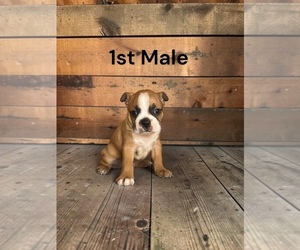 Boston Terrier Puppy for sale in EWING, KY, USA