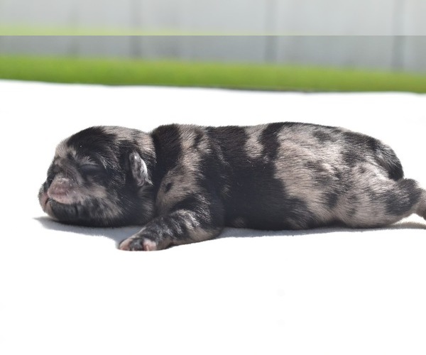 Medium Photo #3 Pug Puppy For Sale in PALM COAST, FL, USA