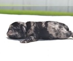 Small #2 Pug