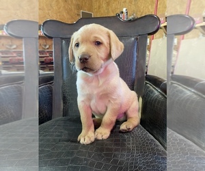 Labrador Retriever Puppy for sale in LANCASTER, MO, USA
