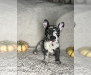 French Bulldog Puppy for sale in THE COLONY, TX, USA