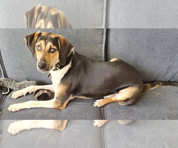 Medium Photo #16 Treeing Walker Coonhound-Unknown Mix Puppy For Sale in Germantown, OH, USA