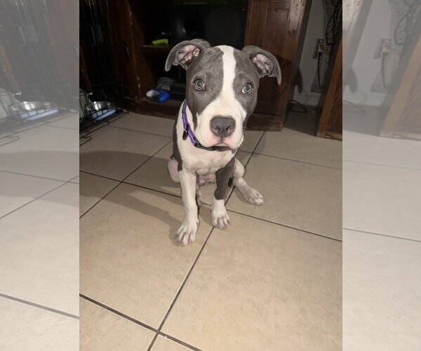 Medium Photo #3 American Pit Bull Terrier-Unknown Mix Puppy For Sale in Chandler, AZ, USA