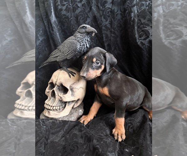 Medium Photo #11 Doberman Pinscher Puppy For Sale in YUCCA VALLEY, CA, USA