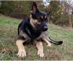 Small Photo #31 German Shepherd Dog Puppy For Sale in LAWRENCEBURG, TN, USA