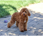 Noelle - Female Cavapoo (Miniature) Puppy for Sale - Photo #5