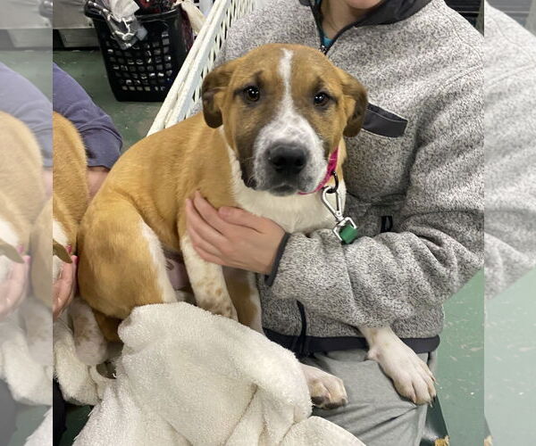 Medium Photo #14 Retriever -Unknown Mix Puppy For Sale in GILBERTS, IL, USA