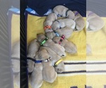 Small Photo #6 Labrador Retriever Puppy For Sale in VENETA, OR, USA