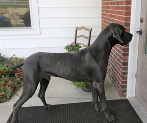 Father of the Great Dane puppies born on 10/05/2021