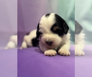 Bernedoodle (Miniature) Puppy for sale in LONGMONT, CO, USA